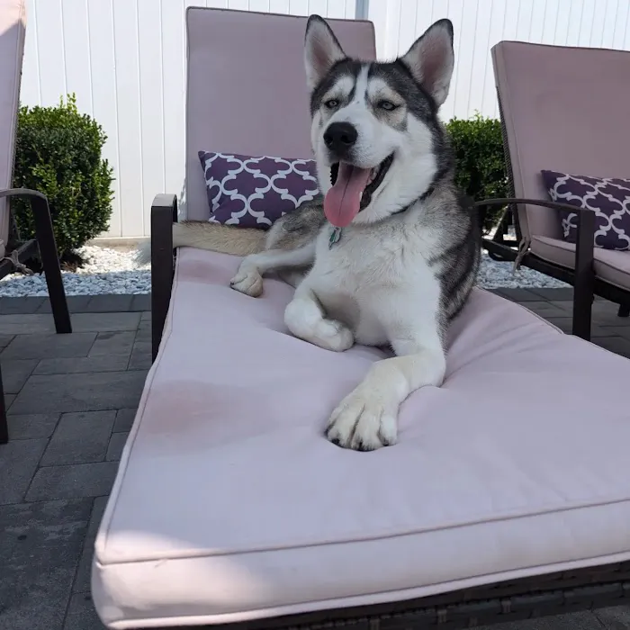 Peace Love Pets Veterinary Care, A Thrive Pet Healthcare Partner Picture 4