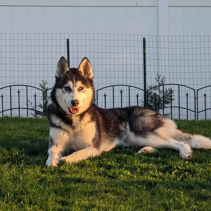 Peace Love Pets Veterinary Care, A Thrive Pet Healthcare Partner Picture 8