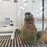 Petco