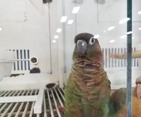 Petco