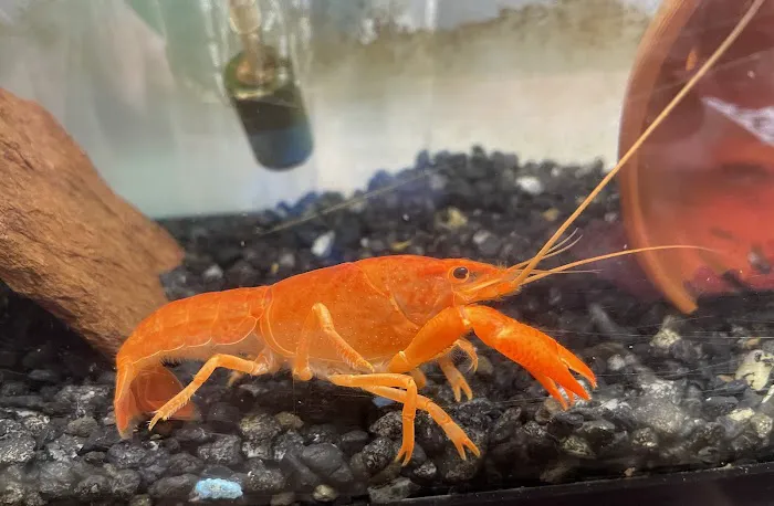 Brookfield Pets Picture 1