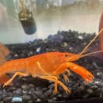 Brookfield Pets