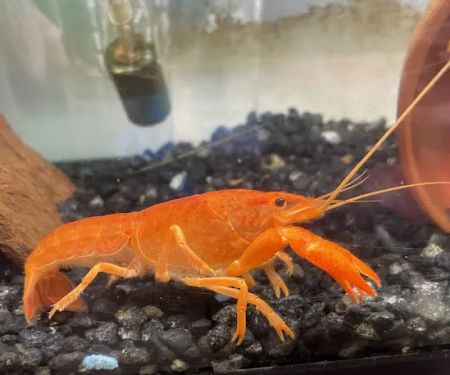 Brookfield Pets