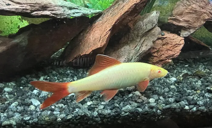 Brookfield Pets Picture 5