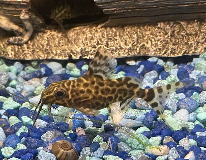 Brookfield Pets Picture 7