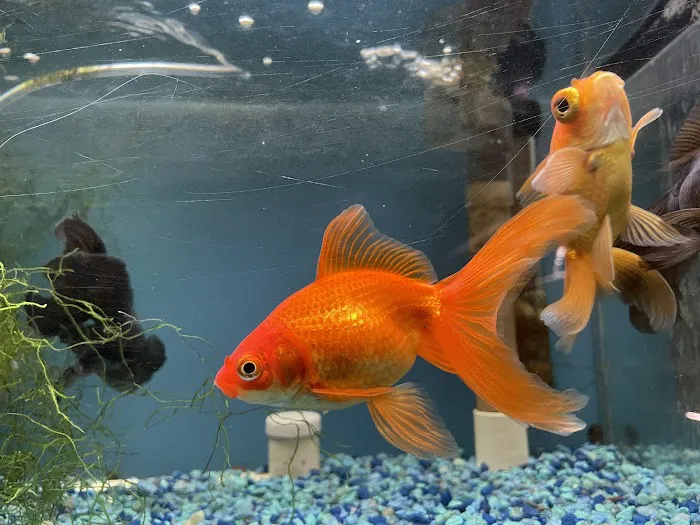 Brookfield Pets Picture 4