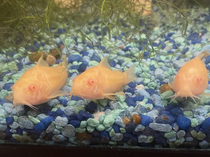 Brookfield Pets Picture 9
