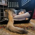 Commack Animal Hospital