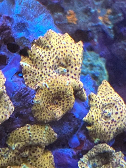Aqua Reef Aquatics Inc Picture 9