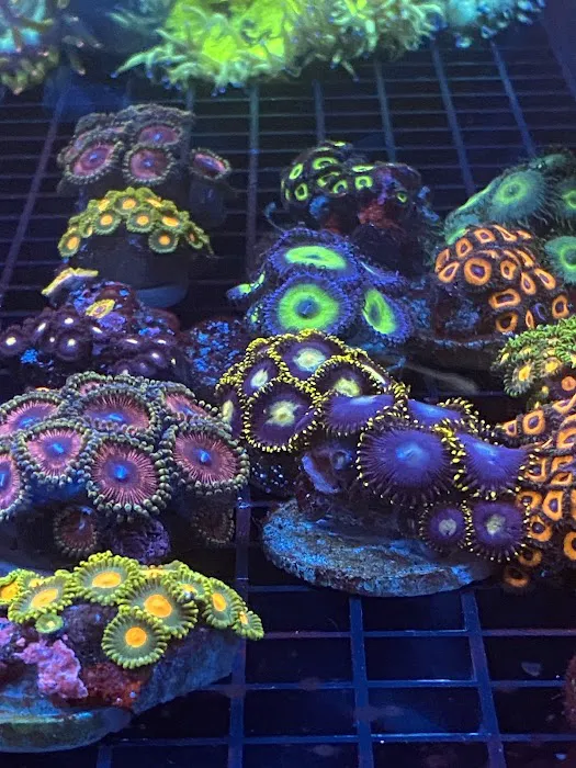 Aqua Reef Aquatics Inc Picture 7