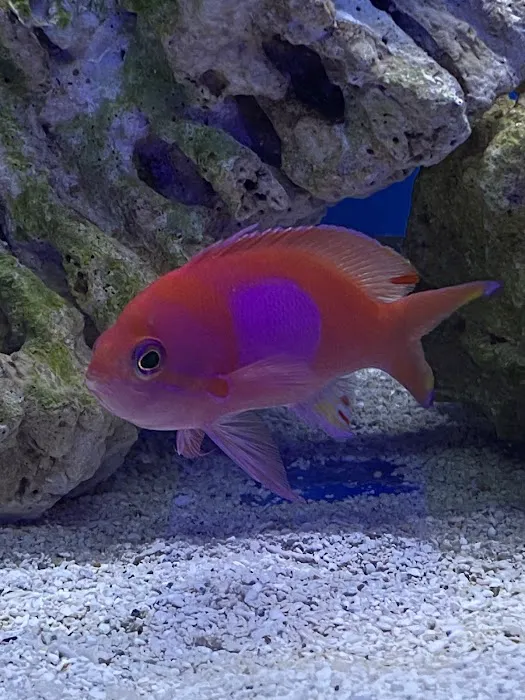 Aqua Reef Aquatics Inc Picture 10