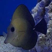 Aqua Reef Aquatics Inc ico