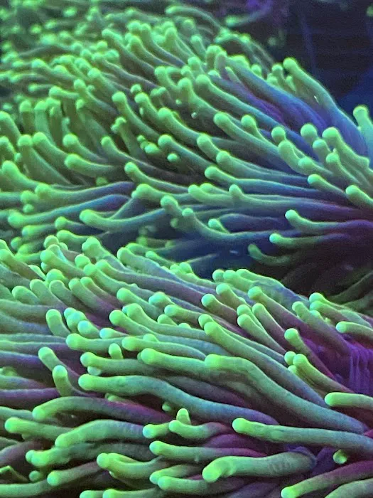 Aqua Reef Aquatics Inc Picture 8