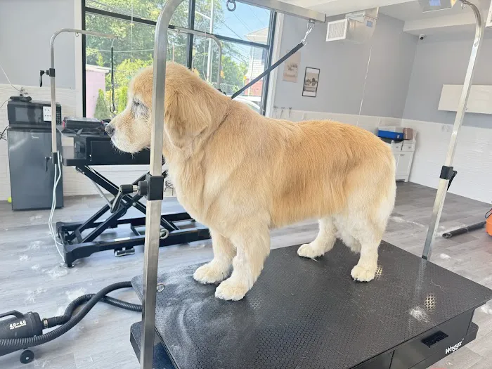 Jauja pet Grooming Rye Picture 4