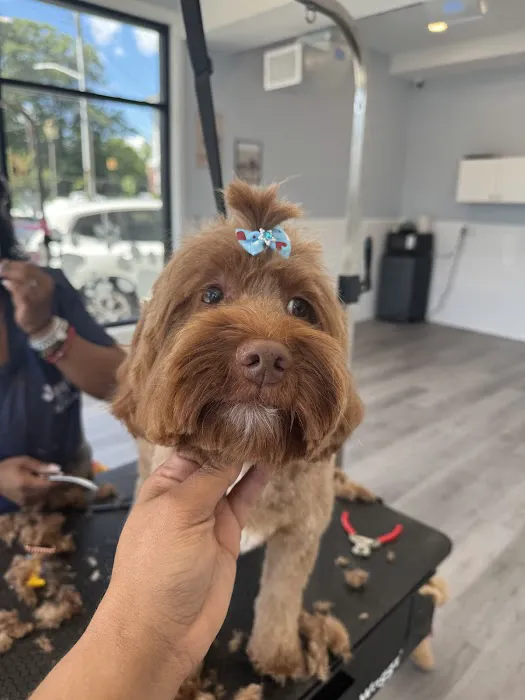 Jauja pet Grooming Rye Picture 2
