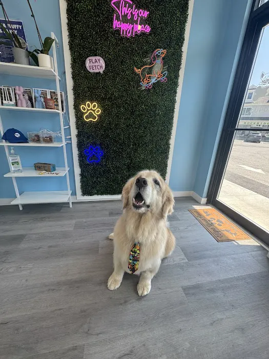 Jauja pet Grooming Rye Picture 5