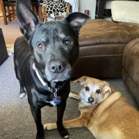 Smithtown Animal Hospital ico