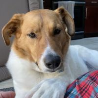 Towne Line Veterinary Group ico