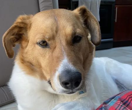 Towne Line Veterinary Group