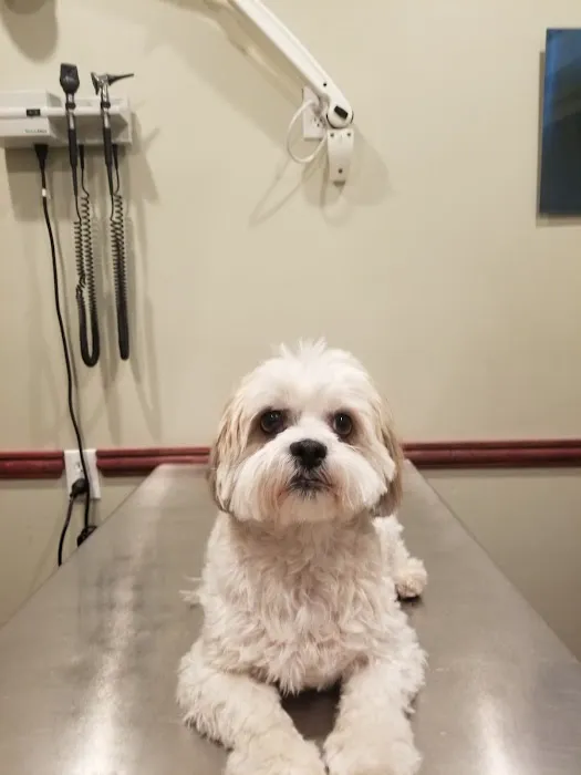 Towne Line Veterinary Group Picture 7