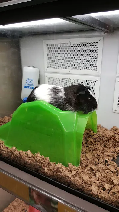 Petco Picture 9