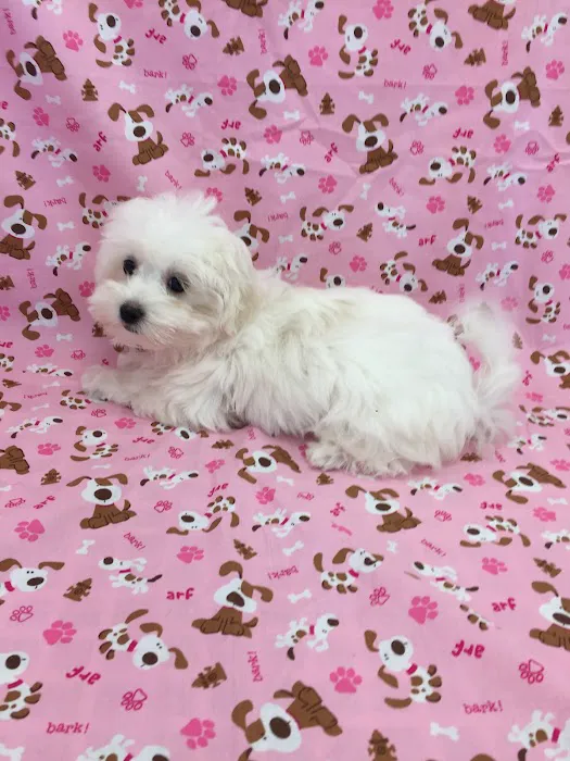Silver Nickel Puppies at Troy's Trims and Treats Picture 9