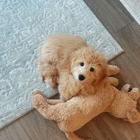 Silver Nickel Puppies at Troy's Trims and Treats ico