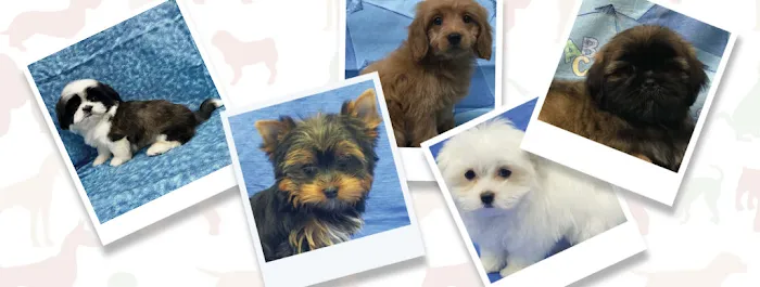 Silver Nickel Puppies at Troy's Trims and Treats Picture 10