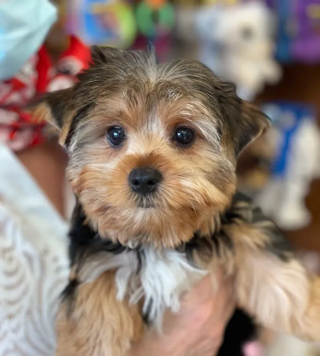 Silver Nickel Puppies at Troy's Trims and Treats Picture 2