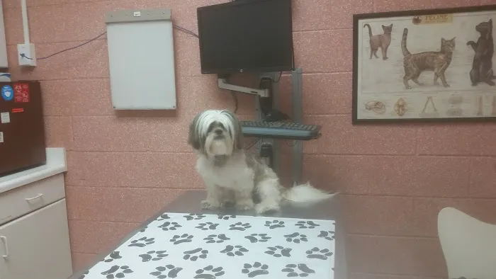 Hauppauge Animal Hospital Picture 2