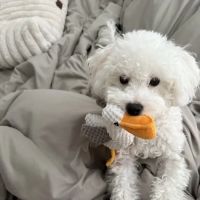 Mamas Papas Pet Shop ico