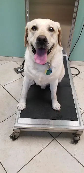Veterinary Center of East Northport Picture 6