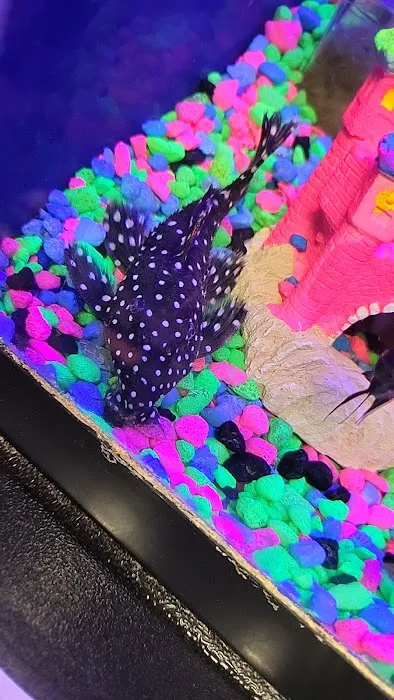 Tropical pets Picture 4