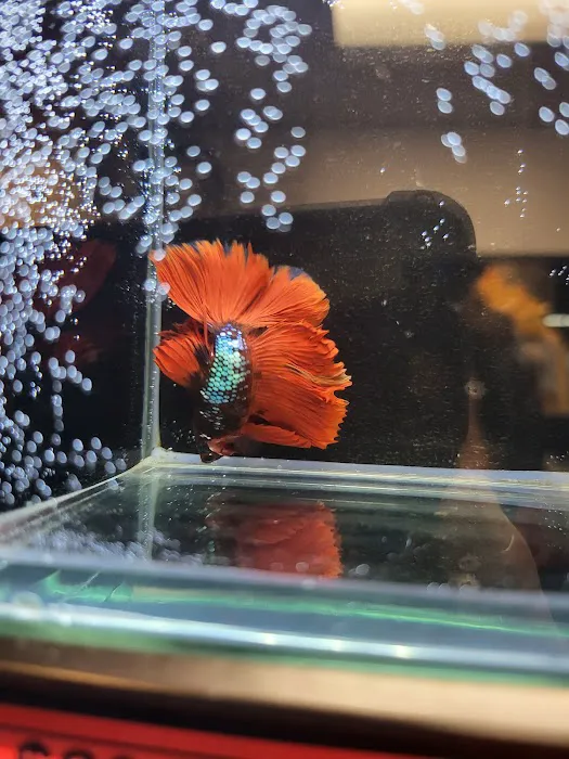 Tropical pets Picture 7
