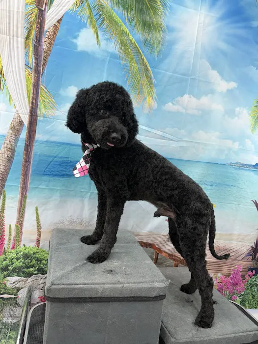 WandererHub Pets Salon - Hamilton Heights Picture 3