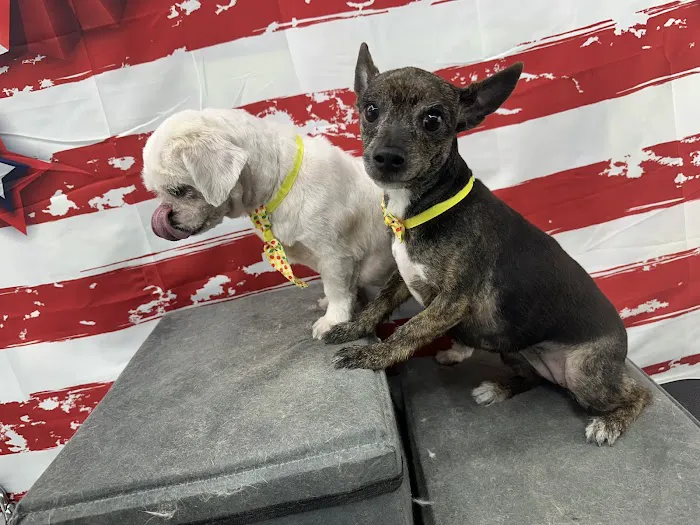 WandererHub Pets Salon - Hamilton Heights Picture 6