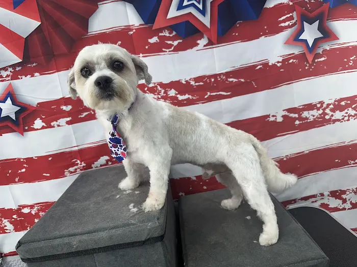 WandererHub Pets Salon - Hamilton Heights Picture 5