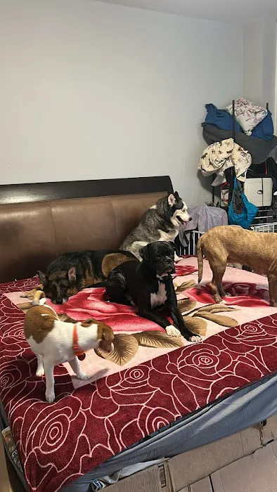 WandererHub Pets Salon - Hamilton Heights Picture 10