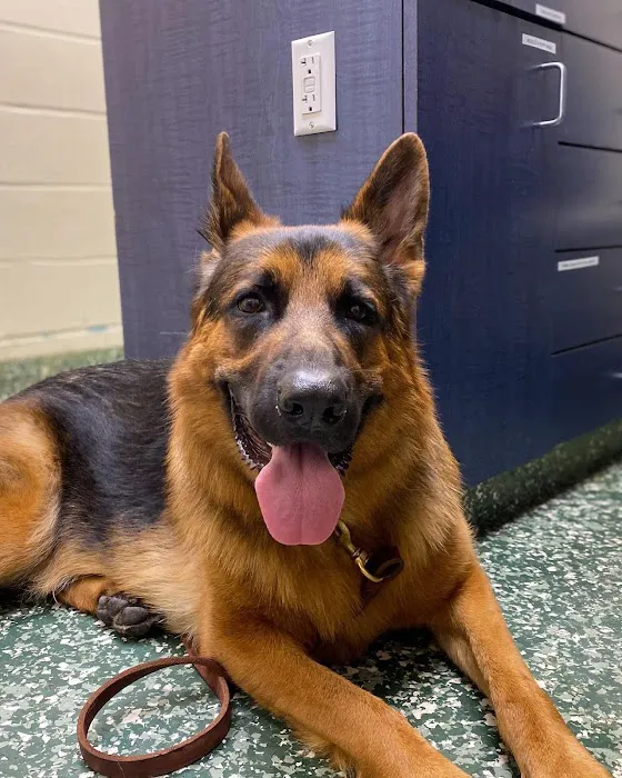 Dix Hills Animal Hospital Picture 5
