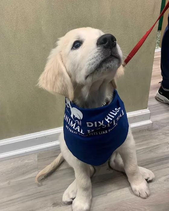 Dix Hills Animal Hospital Picture 6