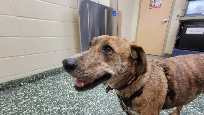 Dix Hills Animal Hospital Picture 7