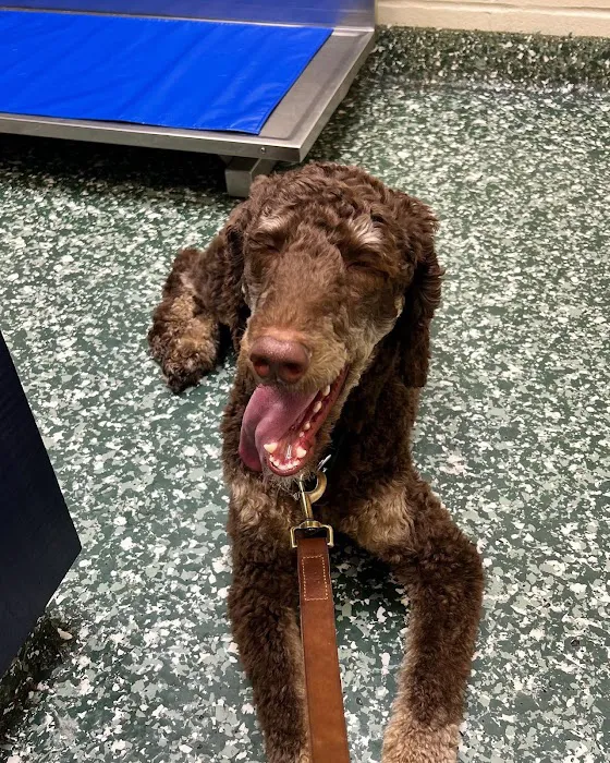 Dix Hills Animal Hospital Picture 2
