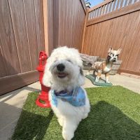 Sunrise Animal Hospital ico