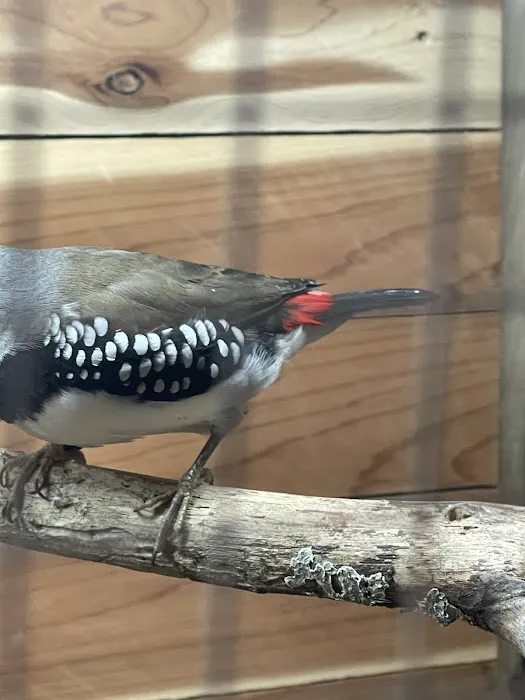 New York Bird Supply Picture 6