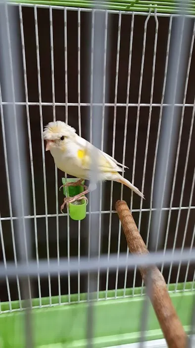 New York Bird Supply Picture 5