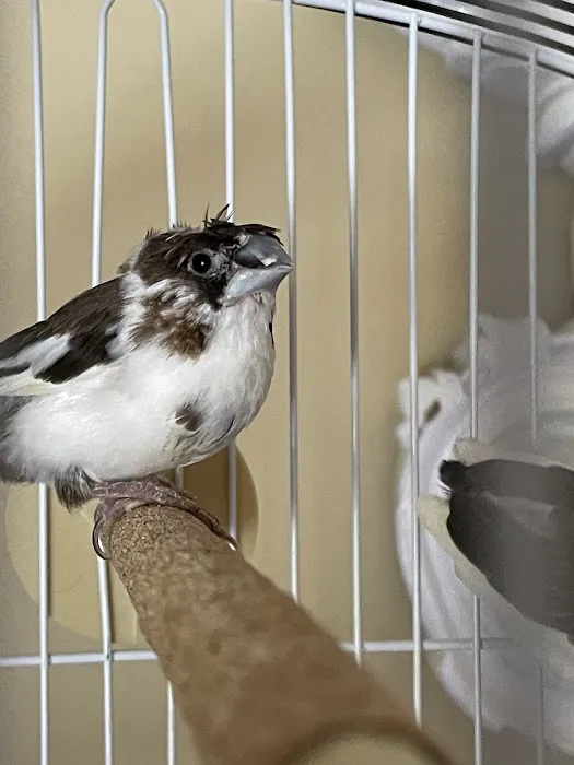 New York Bird Supply Picture 7