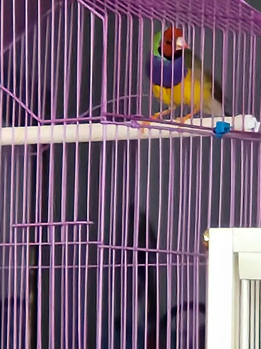 New York Bird Supply Picture 9