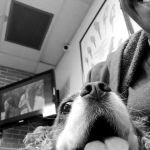 Oceanside Veterinary Hospital