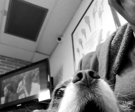 Oceanside Veterinary Hospital