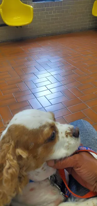 Oceanside Veterinary Hospital Picture 5